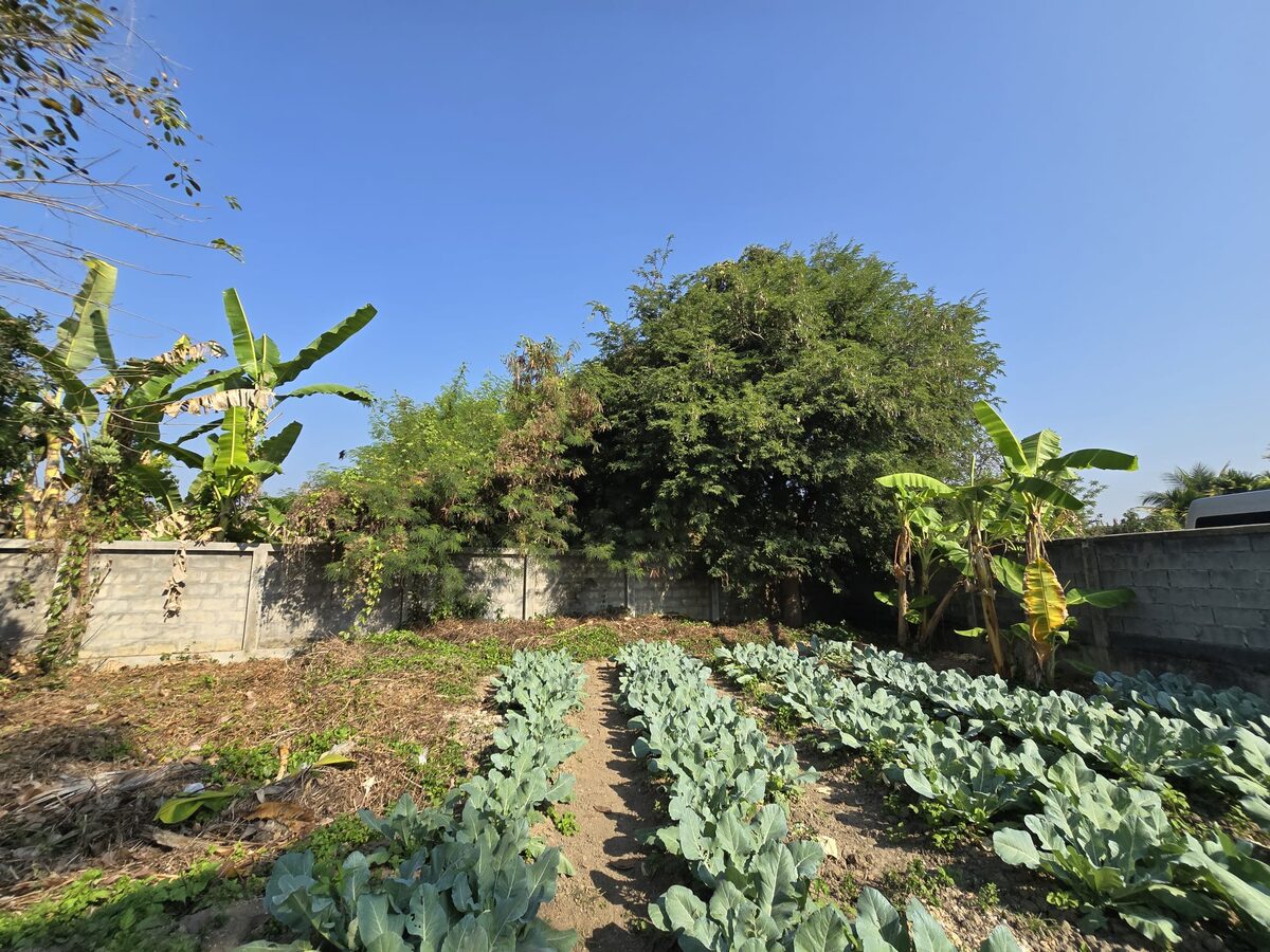 Peaceful Organic Garden Wooden Home on Massive 1,048 sqm Land — photo 6