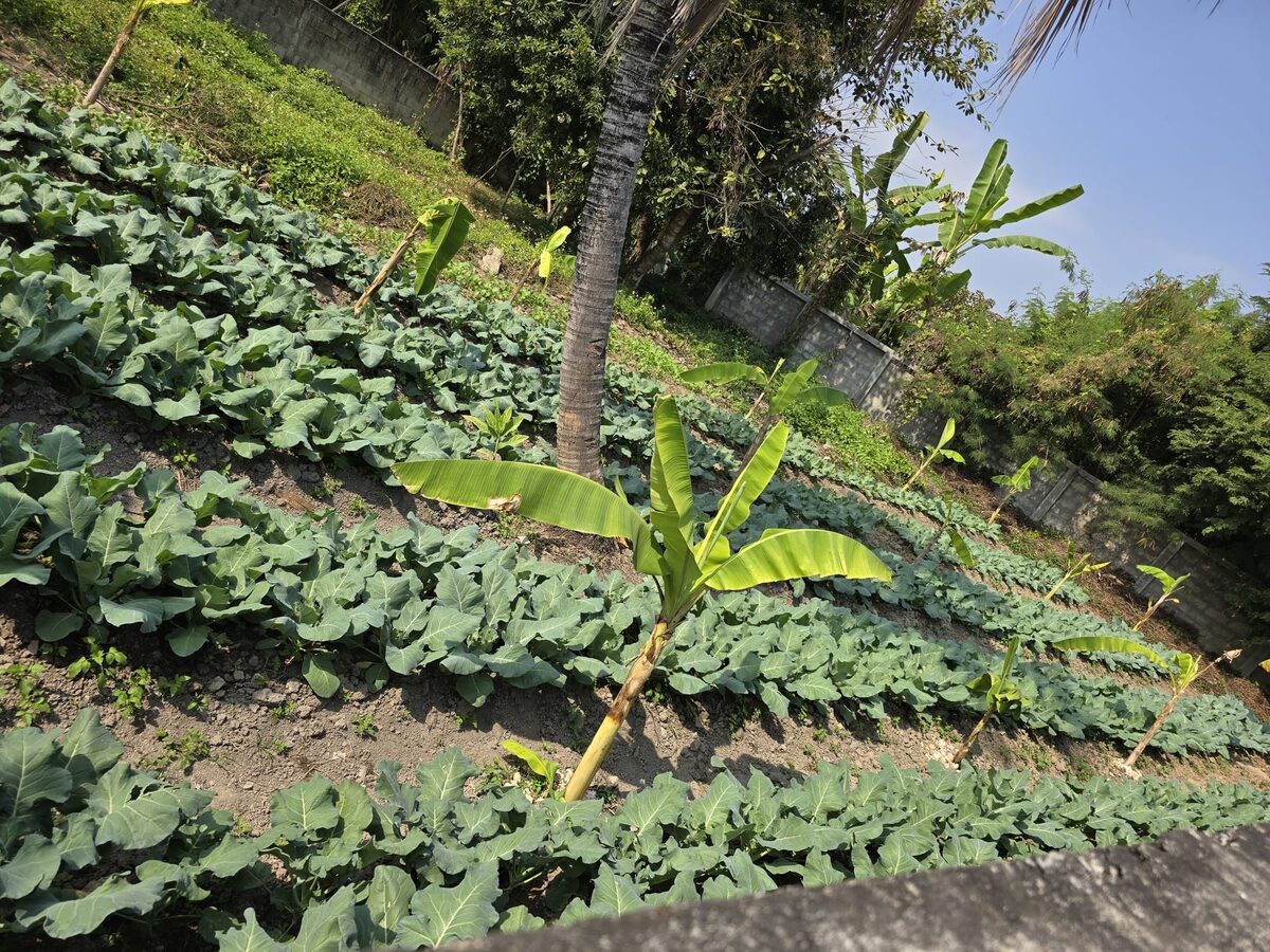 Peaceful Organic Garden Wooden Home on Massive 1,048 sqm Land — photo 7